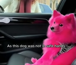 S1705011_She Just Painted Her Dog To Match Her Jacket… – Rescue Operation PART 2