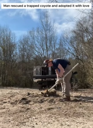 B3004003_Man rescued a trapped coyote and adopted it with love PART 2