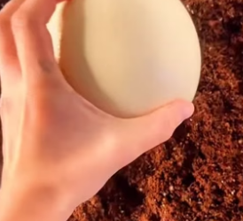 B1505011_This man found an ostrich egg and brought it home to incubate. PART 2