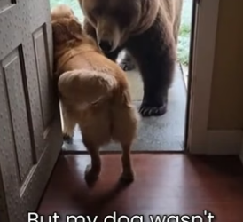 S2005022_This Wild Bear Is The Best Friend Of My Dog PART 2