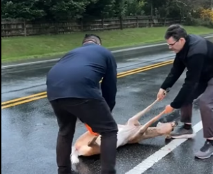 B3004004_Our car hit a deer in the rain and we decided to bring it home PART 2