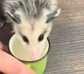 B3004005_I rescued a baby opossum from hungry fox and adopted it with love PART 2