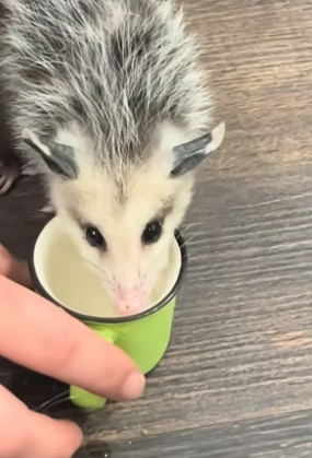 B3004005_I rescued a baby opossum from hungry fox and adopted it with love PART 2