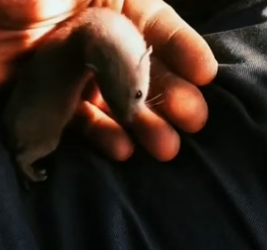 P2005012_Je trouve un drôle de bébé noir et blanc dans mon jardin �� je le sauve et je l’adopte �❤️ PARTIE 2