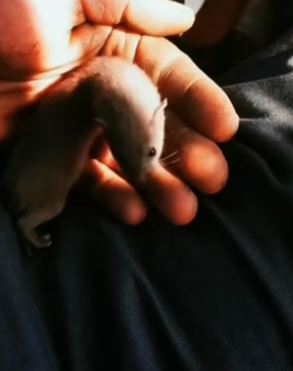 P2005012_Je trouve un drôle de bébé noir et blanc dans mon jardin �� je le sauve et je l’adopte �❤️ PARTIE 2