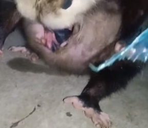 B3004006_Man helped a pregnant opossum escape flood waters and then PART 2