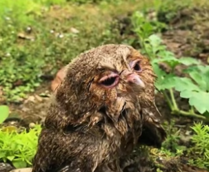 B1905002_The little owl fell into the water,I rescued him and brought him home ❤️PART 2