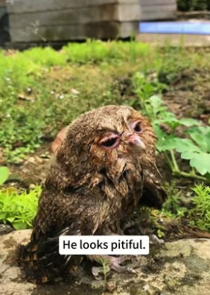 B1905002_The little owl fell into the water,I rescued him and brought him home ❤️PART 2