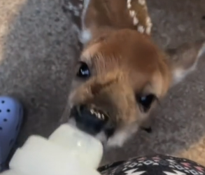 B1905019_Girl found a lost baby deer and adopted it PART 2