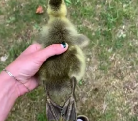 B1905015_My dog found a baby goose and we decided to adopted it PART 2