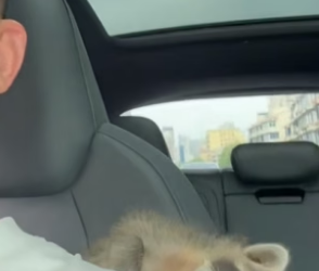 B1905009_Man found a baby raccoon sleeping in the middle of the road and brought it home PART 2