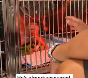B1905001_The monkey was abandoned by his mother,I rescued him and then…PART 2
