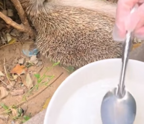 B1905023_Man rescued a hedgehog stuck in fence and then PART 2