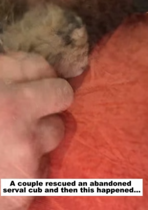 D1905018_A couple rescued an abandoned serval cub, and then this happened…PART 2