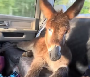 D1905017_A kind couple rescued a baby donkey that had lost its mother, and then…PART 2