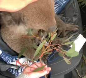 D1905016_A kind person rescued a fallen mother koala, and then this happened…PART 2