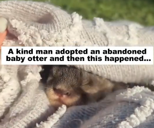 D1905014_A kind man adopted an abandoned baby otter, and then this happened…PART 2