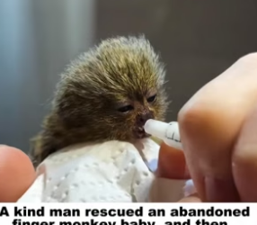 D1905013_A kind man rescued an abandoned finger monkey baby, and then…PART 2