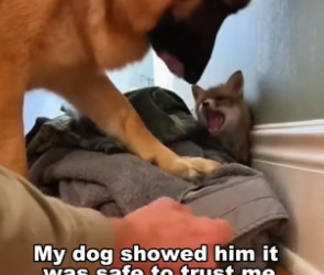 S1705015_My Dog Fought Off 5 Eagles To Save A Baby WolfI Came Home From Tour… To A Fox In My House PART 2