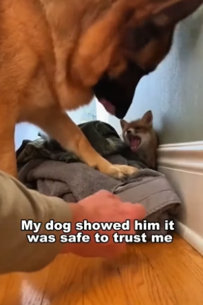 S1705015_My Dog Fought Off 5 Eagles To Save A Baby WolfI Came Home From Tour… To A Fox In My House PART 2