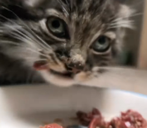 N2105003_A kind woman rescued an abandoned manul cub in the wild and then this happened…PART 2