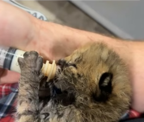 N3004004_A couple rescued an abandoned serval cub, and then this happened…PART 2