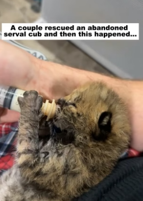 N3004004_A couple rescued an abandoned serval cub, and then this happened…PART 2