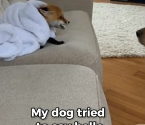 S2005011_I Saved A Freezing Puppy… It Was Not A Puppy � PART 2