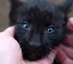 S2005013_Mother Lynx Rejected Her Own Baby For Being Black PART 2