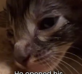 S2005015_My Dog Saved A Baby Cat From Becoming Paralitic PART 2