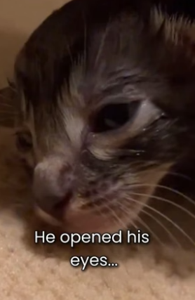 S2005015_My Dog Saved A Baby Cat From Becoming Paralitic PART 2
