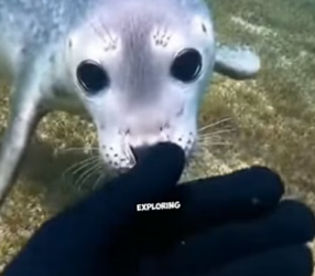 N2005011_This baby seal refused to leave the diver’s side ❤️ PART 2
