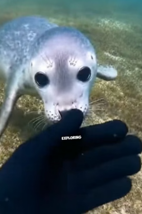 N2005011_This baby seal refused to leave the diver’s side ❤️ PART 2