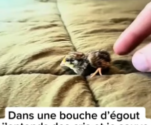 P2005016_Un petit animal est tombé dans une bouche d’égout �� je le sauve et je l’adopte ❤️ PART 2
