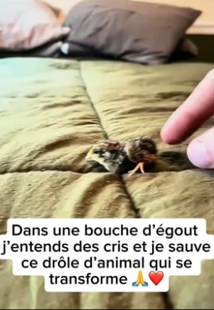 P2005016_Un petit animal est tombé dans une bouche d’égout �� je le sauve et je l’adopte ❤️ PART 2