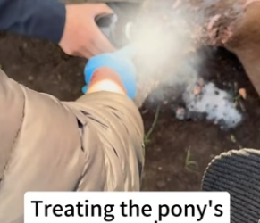 B1905007_I rescued a pony,I hope he gets better soon PART 2