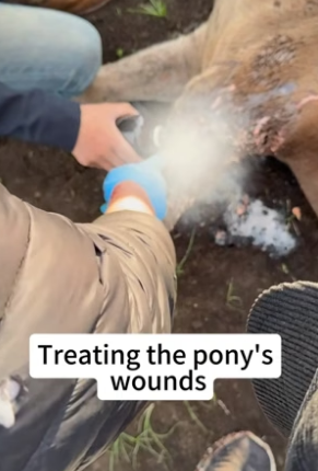 B1905007_I rescued a pony,I hope he gets better soon PART 2