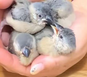 B1905024_Girl found an abandoned bird nest in the grill and adopted them PART 2