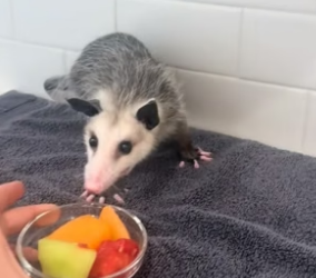 B1905016_This woman found an opossum in her backyard and adopted it PART 2