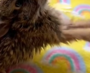 B1905013_This baby rabbit lost its mother and begged the girl for help PART 2