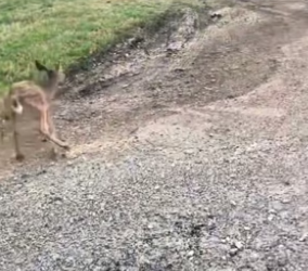 B1905006_I was kind enough to save a deer and then…PART 2