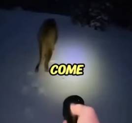 S2205003_Brave Lion Fought For His Cub – Rescue Operation PART 2