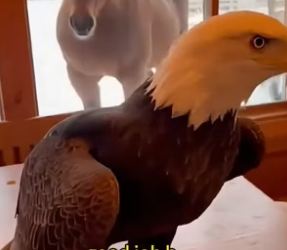 S2205002_He saved an eagle. PART 2