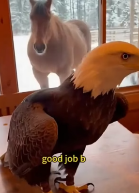 S2205002_He saved an eagle. PART 2