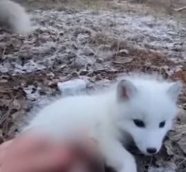 S2205030_A Snow fox came my car… scratching and calling for help ���� PART 2