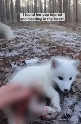 S2205030_A Snow fox came my car… scratching and calling for help ���� PART 2