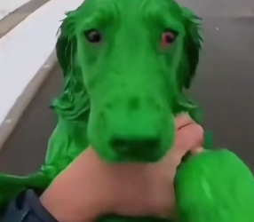 S2205005_She Just Painted Her Dog To Match Her Jacket… – Rescue Operation PART 2