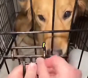 S2205004_Woman Locked Her Dog In A Cage And Tried To… – Rescue Mission PART 2