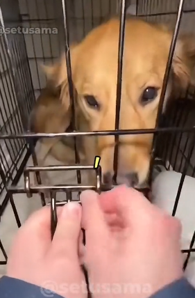 S2205004_Woman Locked Her Dog In A Cage And Tried To… – Rescue Mission PART 2