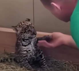 N2105001_A kind-hearted man rescued an abandoned jaguar cub, and then this happened…PART 2